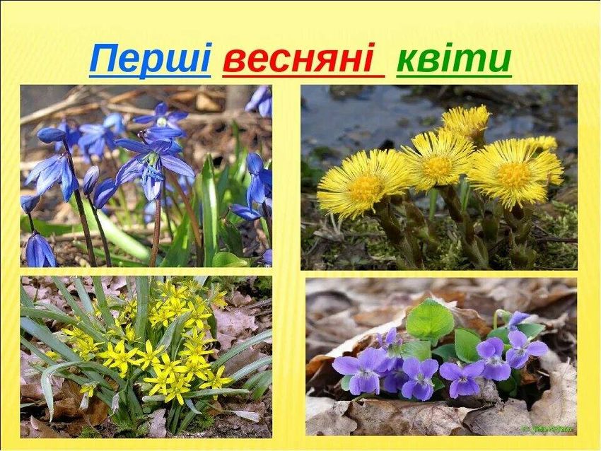 Первые цветы весны