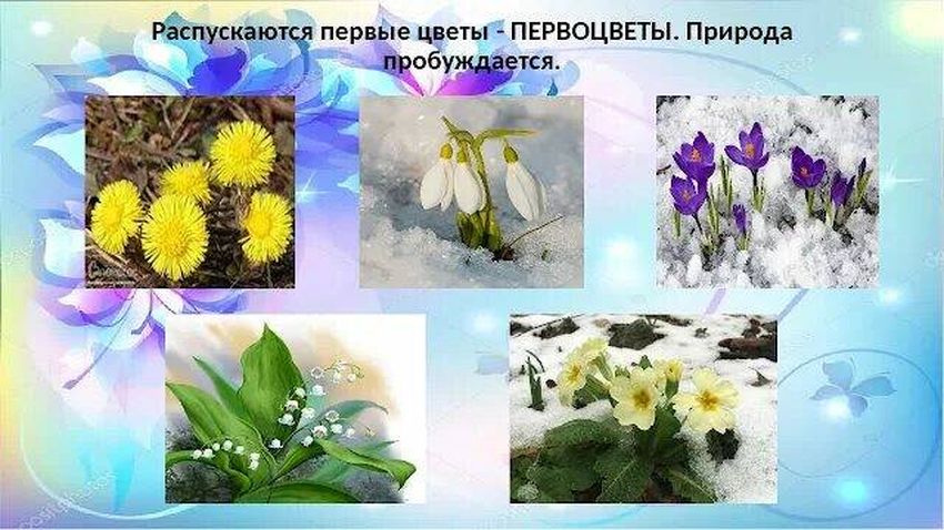 Первые весенние цветы