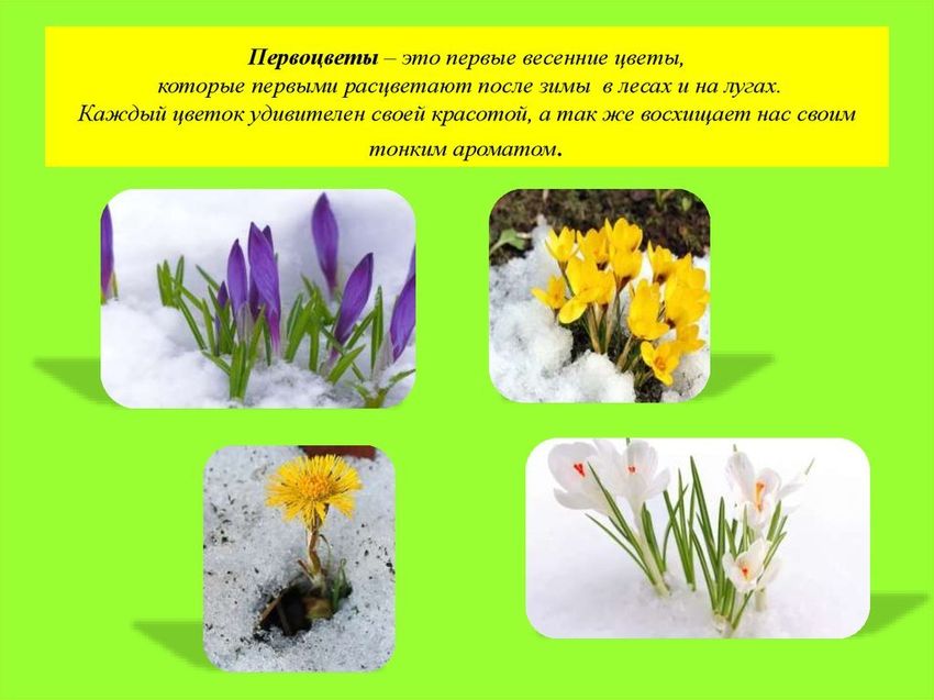 Первые цветы весны