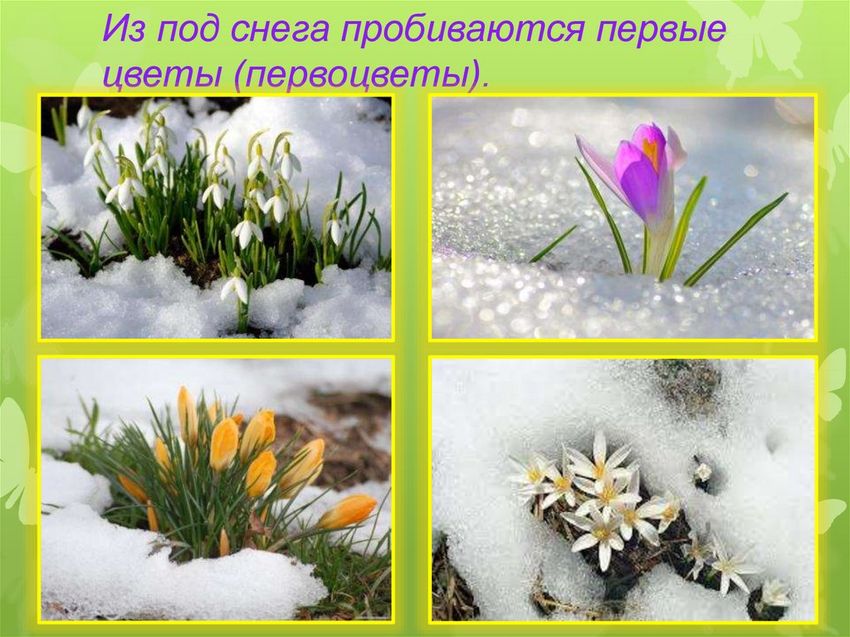 Весенние цветы первоцветы