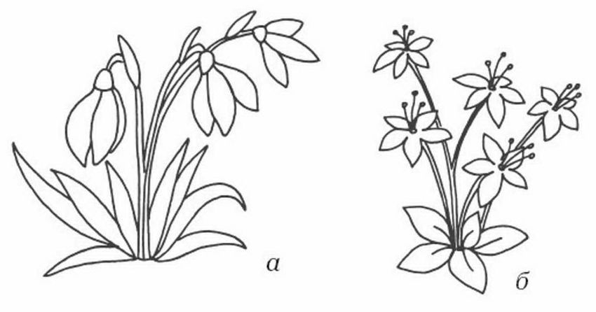 Раскраски подснежники: распечатать или скачать бесплатно | shkola-5.ru