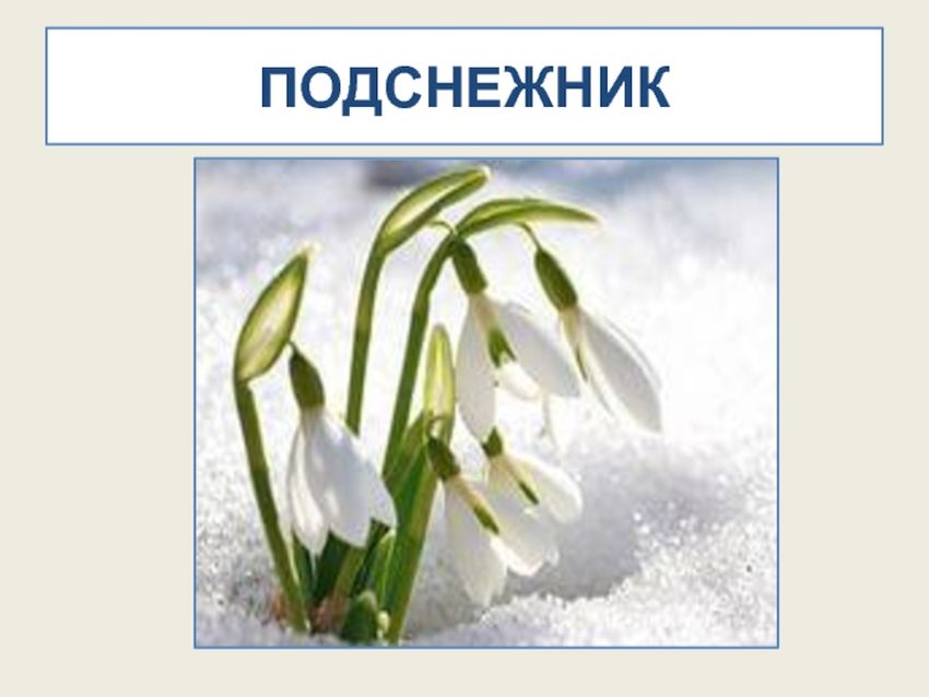 Апрель подснежник чайковский