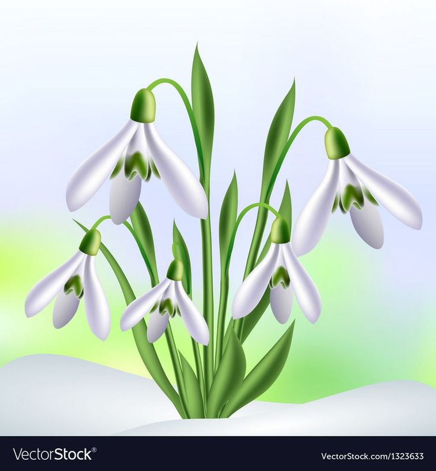 Подснежники клипарт