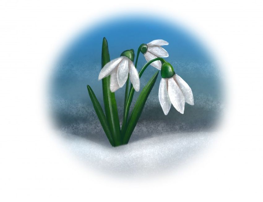 Подснежники