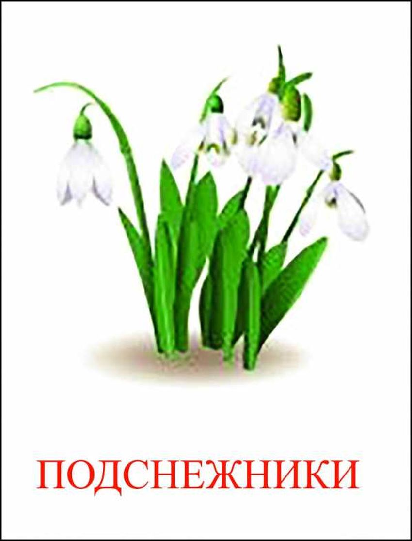 Подснежник для детей