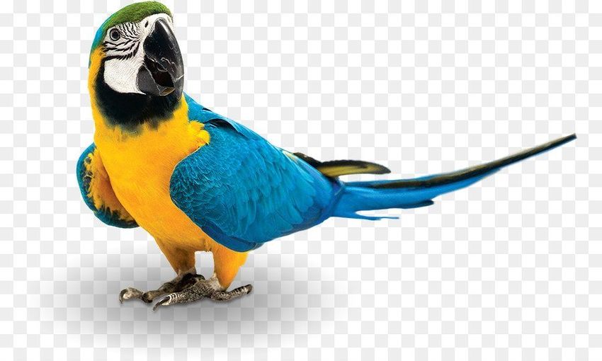 Попугай синий ара