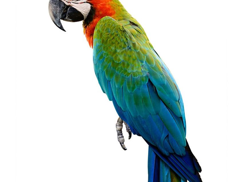 Попугай ара сбоку