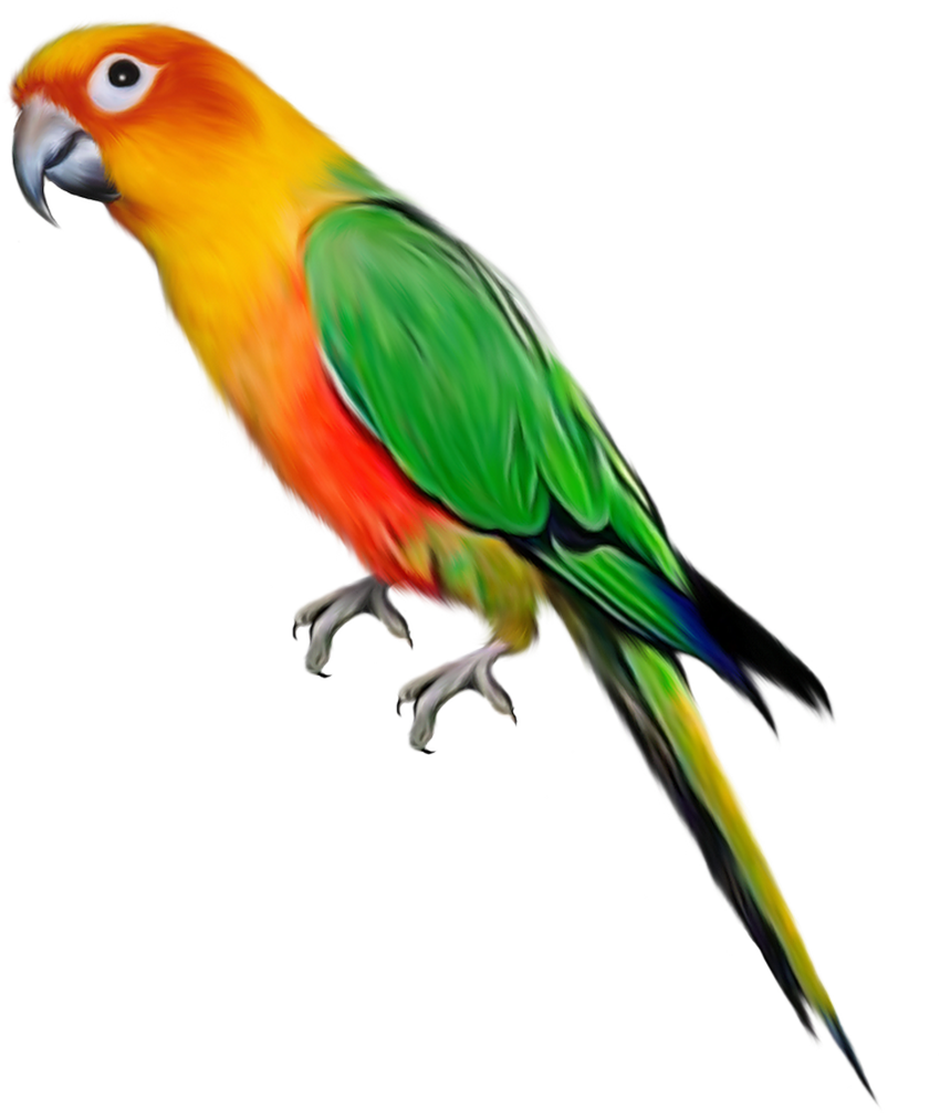 Macaw parrot