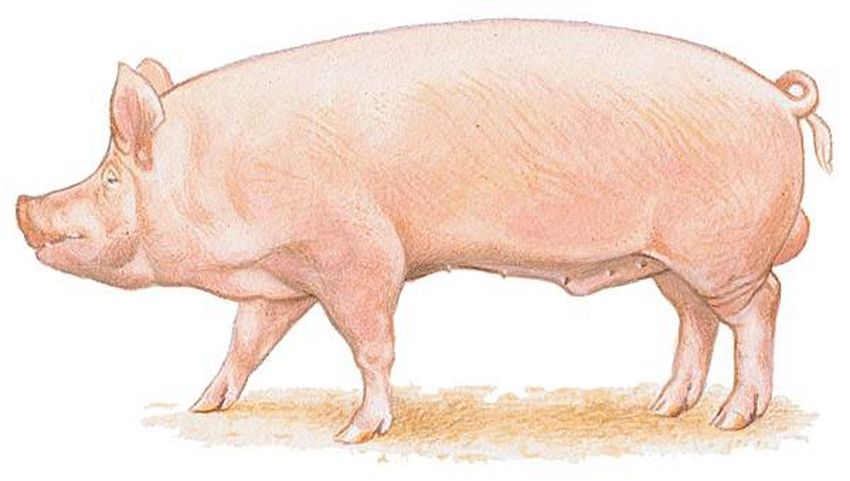 Ландрас порода свиней поросята