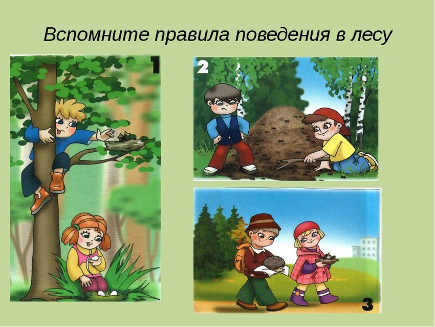 Правила безопасности в лесу для детей