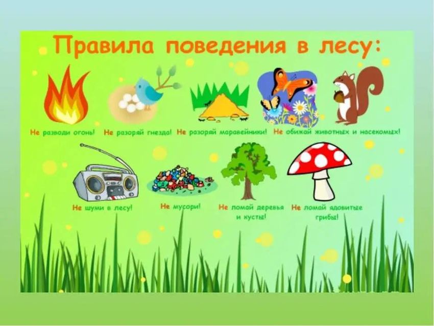 Правила безопасного поведения в лесу