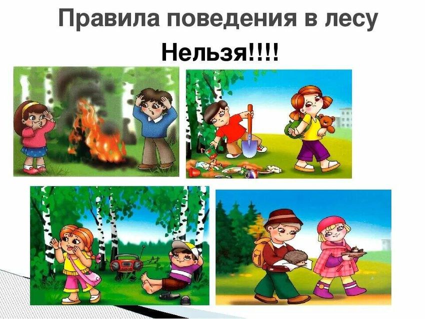 Правила безопасности в лесу