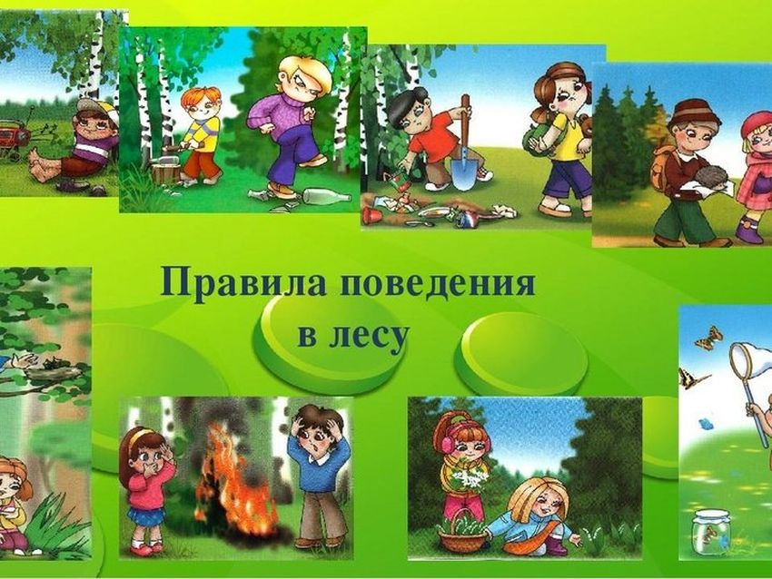Поведение в лесу для детей