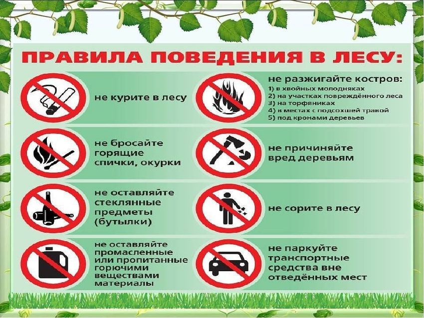 Правила безопасного поведения в лесу