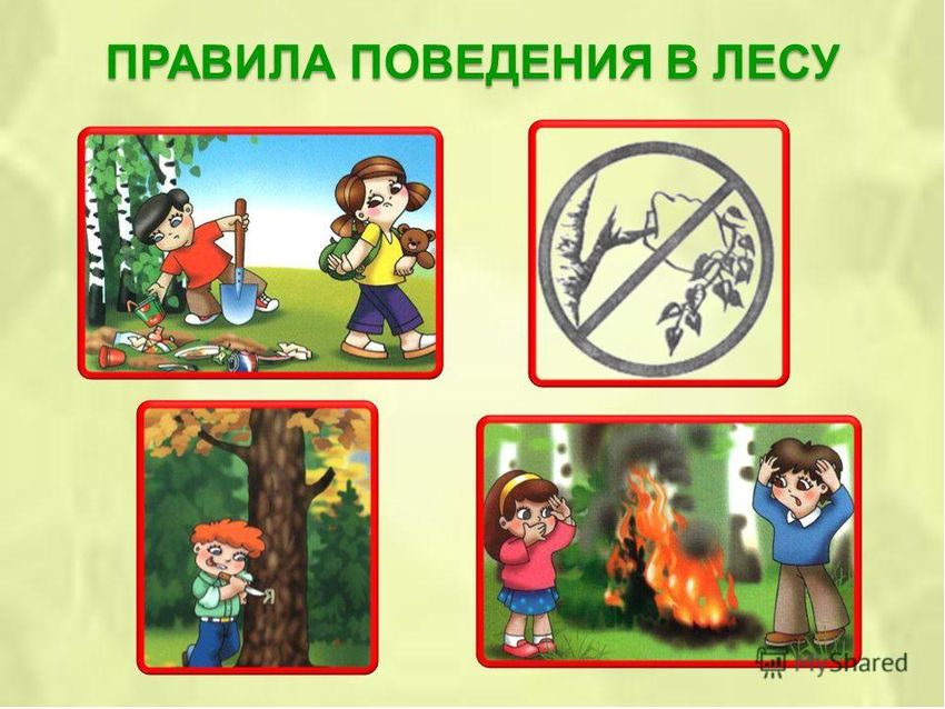 Правила безопасности в лесу