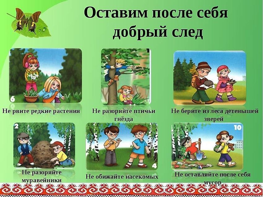 Правила поведения в лесу