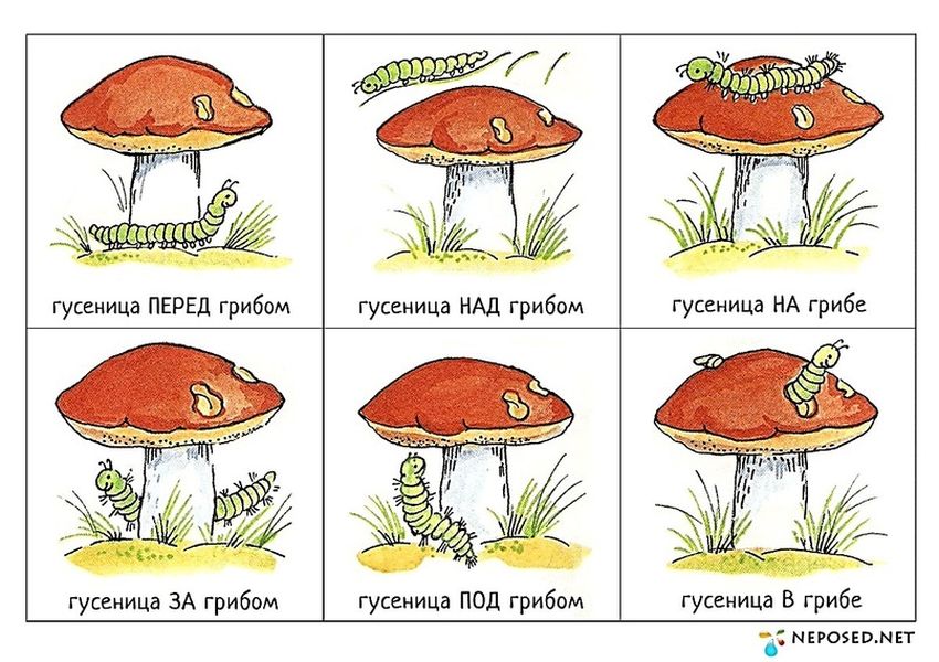 Грибы задания для детей