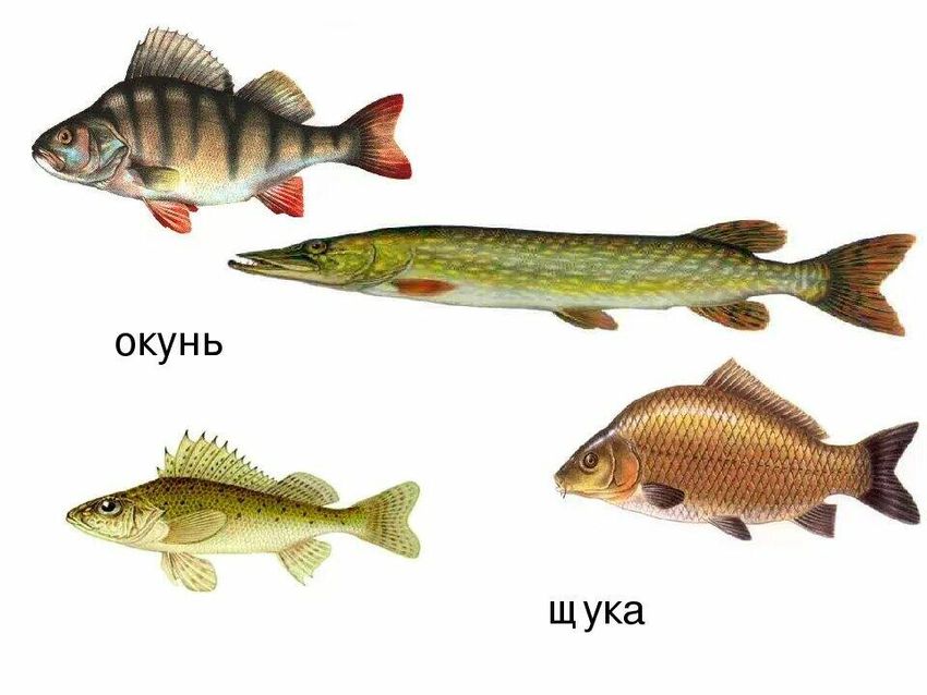 Окунь щука сом карась ерш