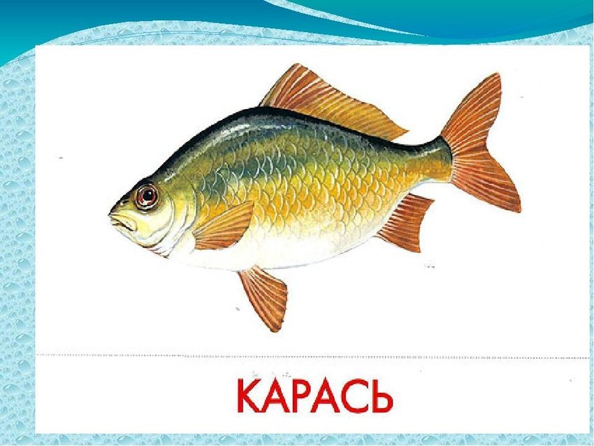 Речные рыбы для детей