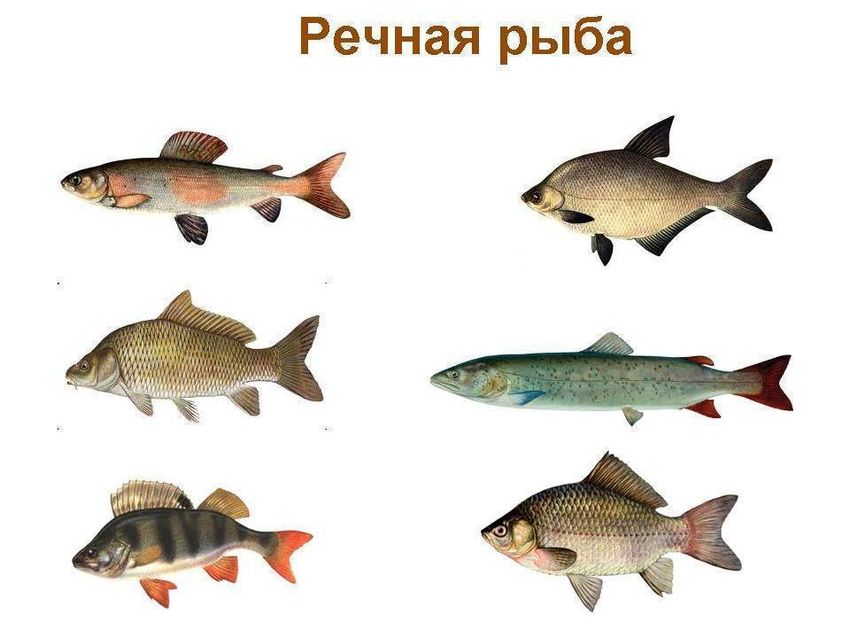 Щука карп сом карась окунь ерш