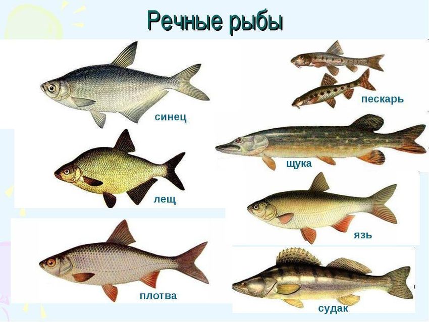 Рыбы виды