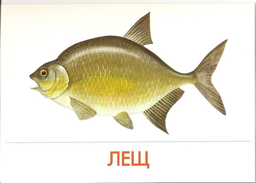 Речная рыба лещ