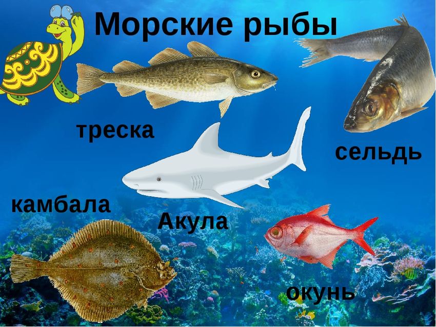 Рыбы с названиями для детей