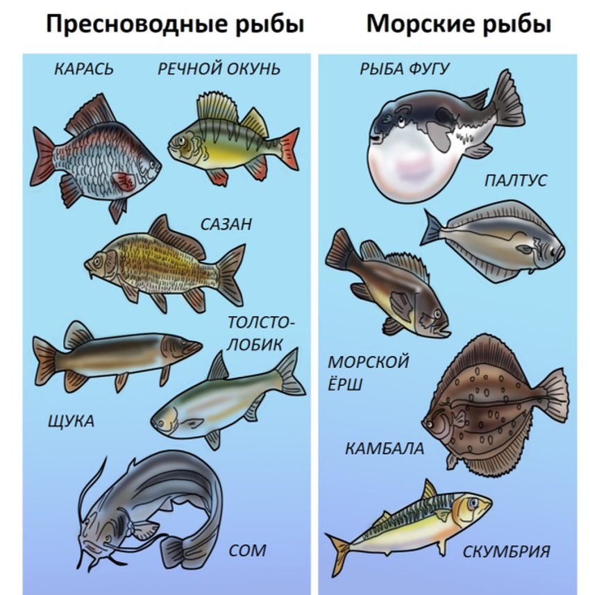 Морские рыбы