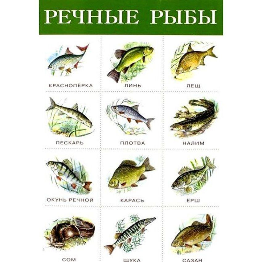 Речные рыбы для детей