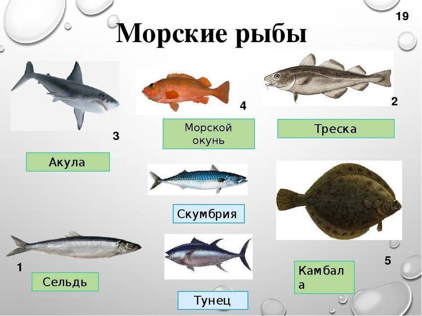Виды морских рыб