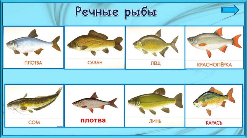 Рыбы с названиями для детей