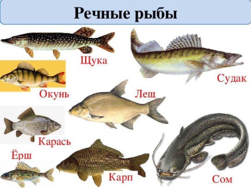 Карась щука окунь судак