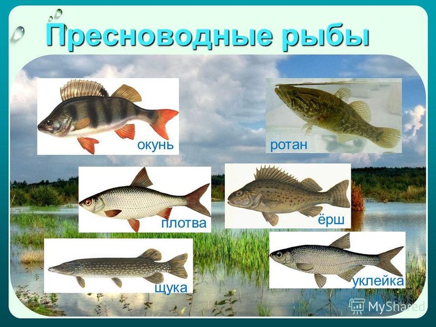 Пресноводные рыбы