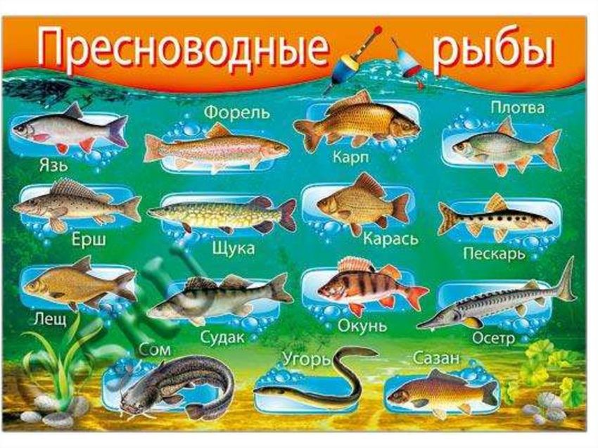 Рыбы названия