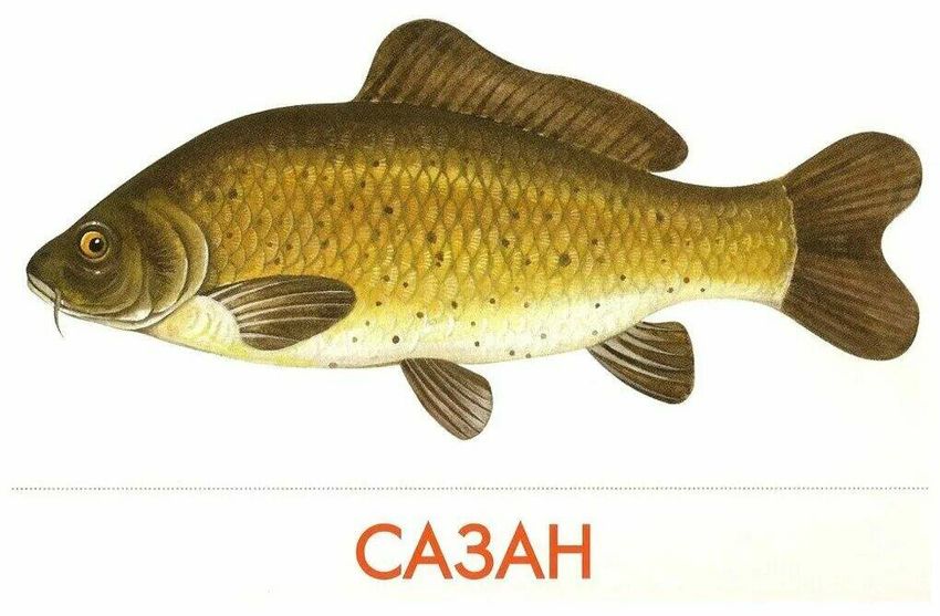 Речная рыба