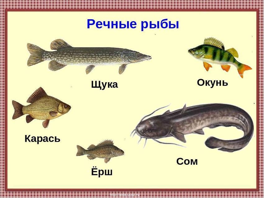 Щука карп сом карась окунь ерш