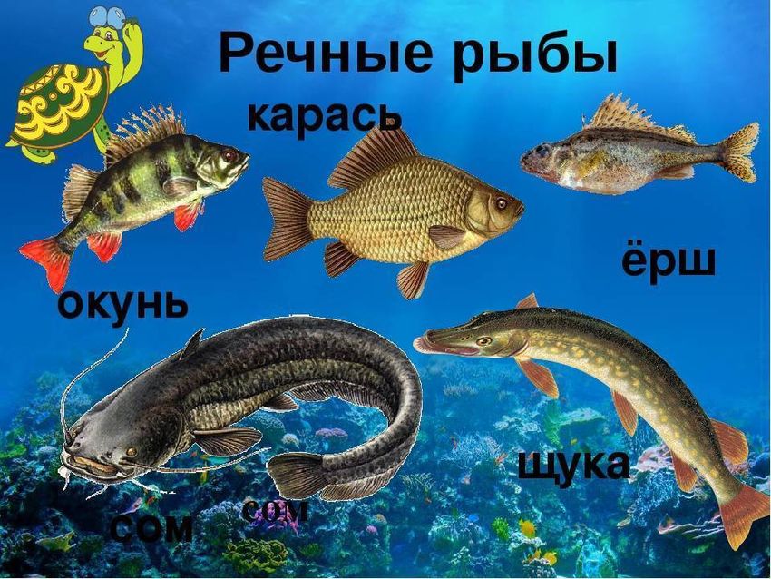 Рыба щука