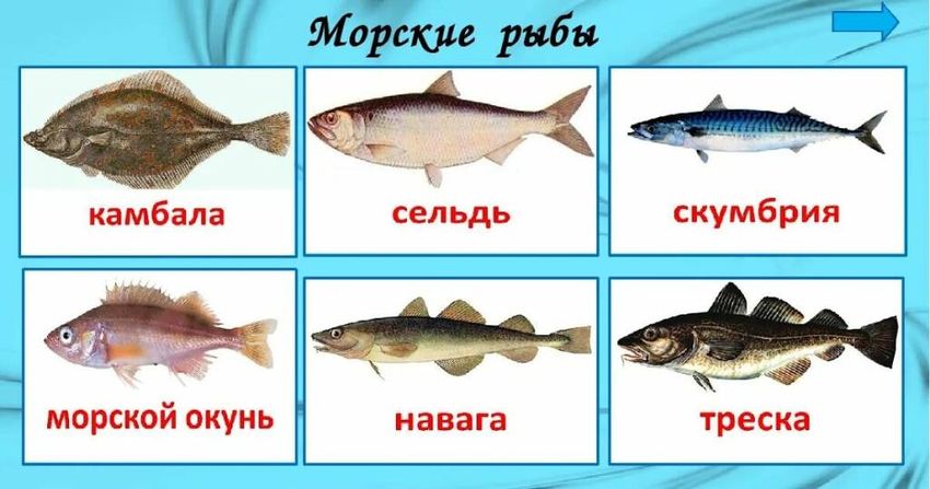 Морские рыбы для детей с названиями