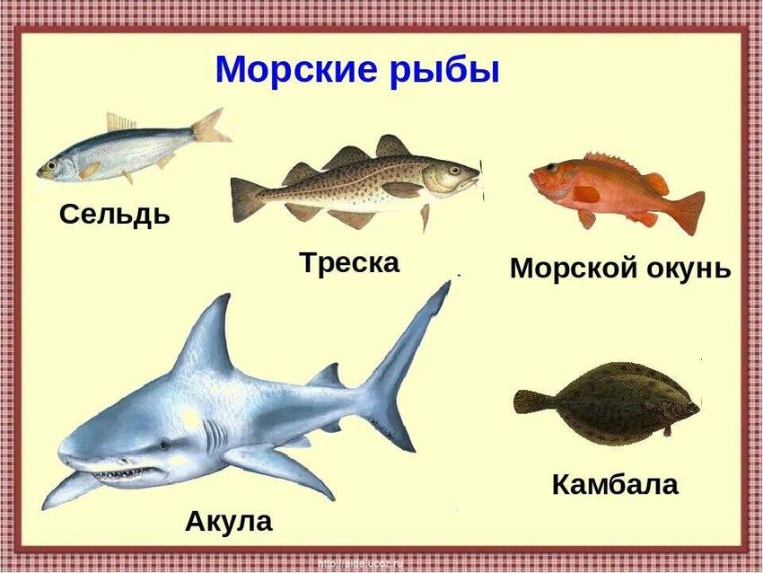 Рыбы с названиями