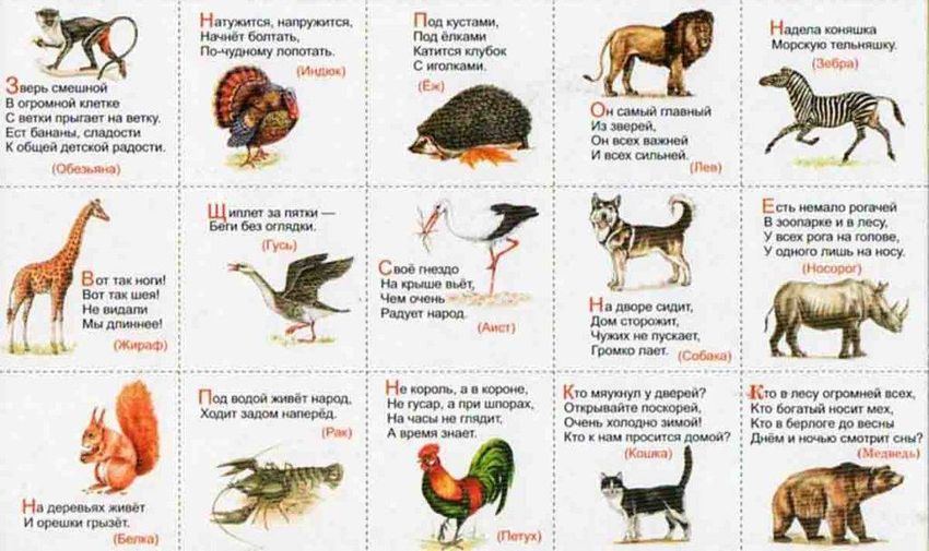 Загадки о животных