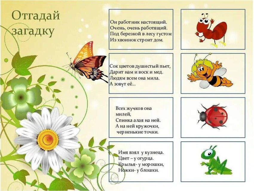 Загадки про насекомых для детей