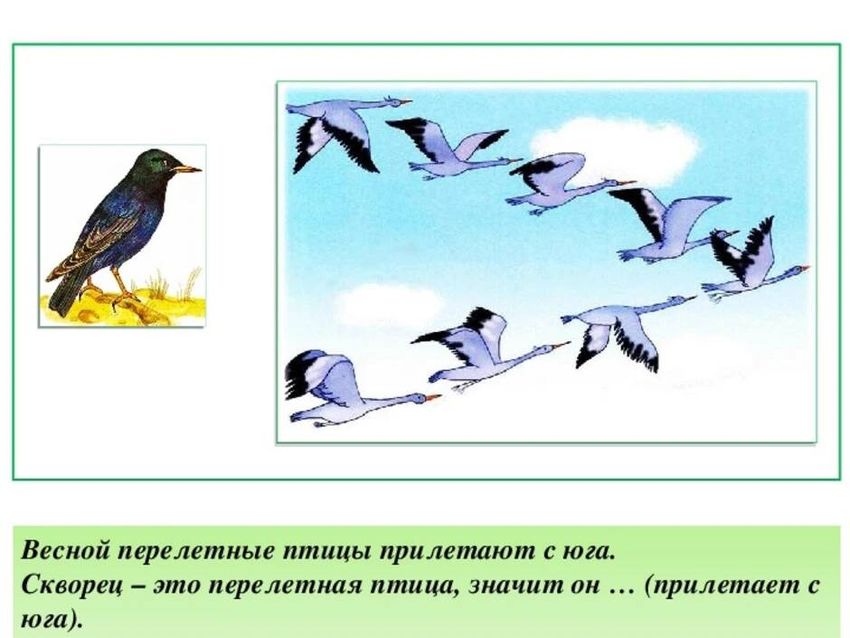 Весна птицы прилетели