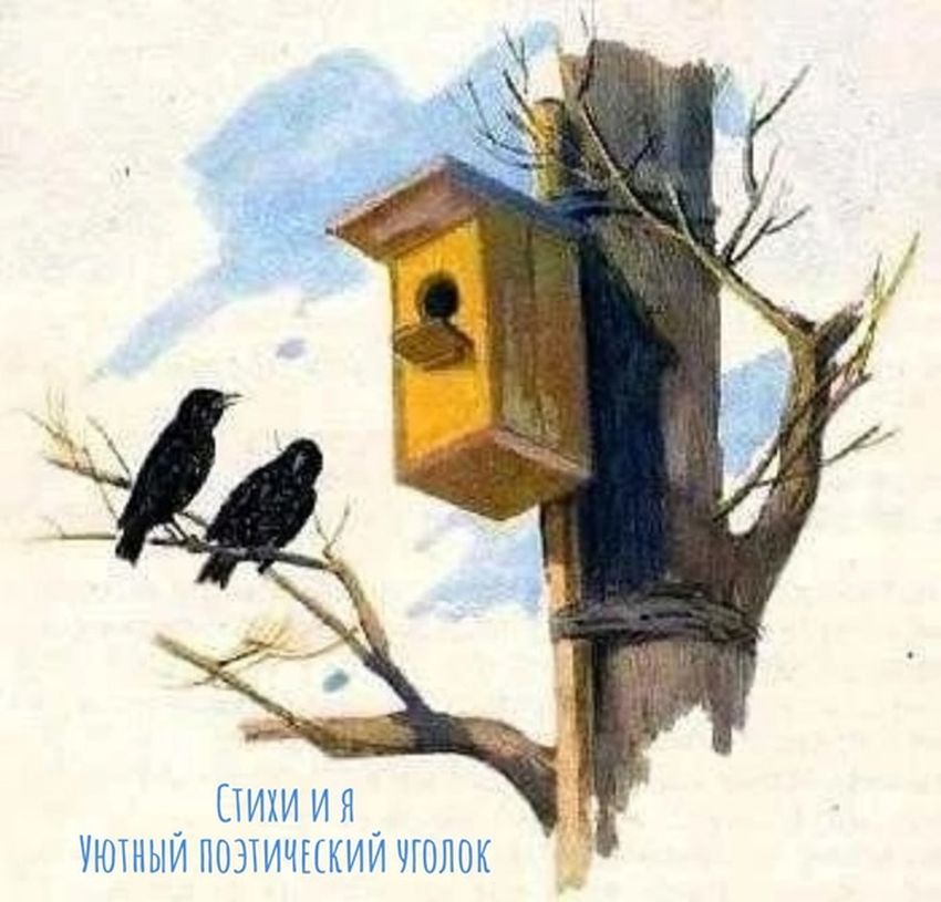 Белов скворцы