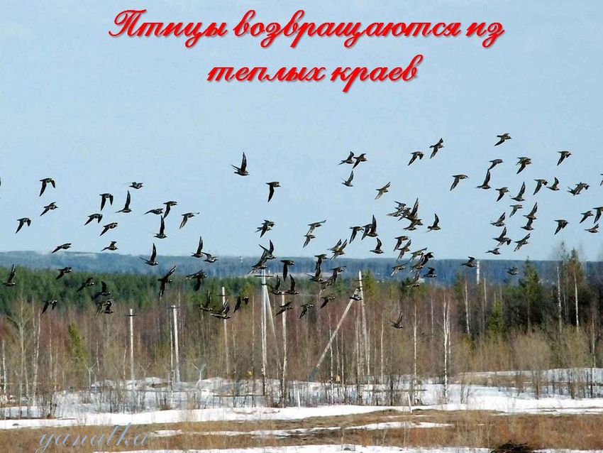 Прилет перелетных птиц весной
