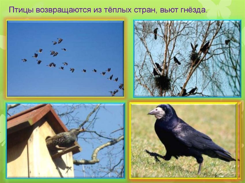 Грачи весной
