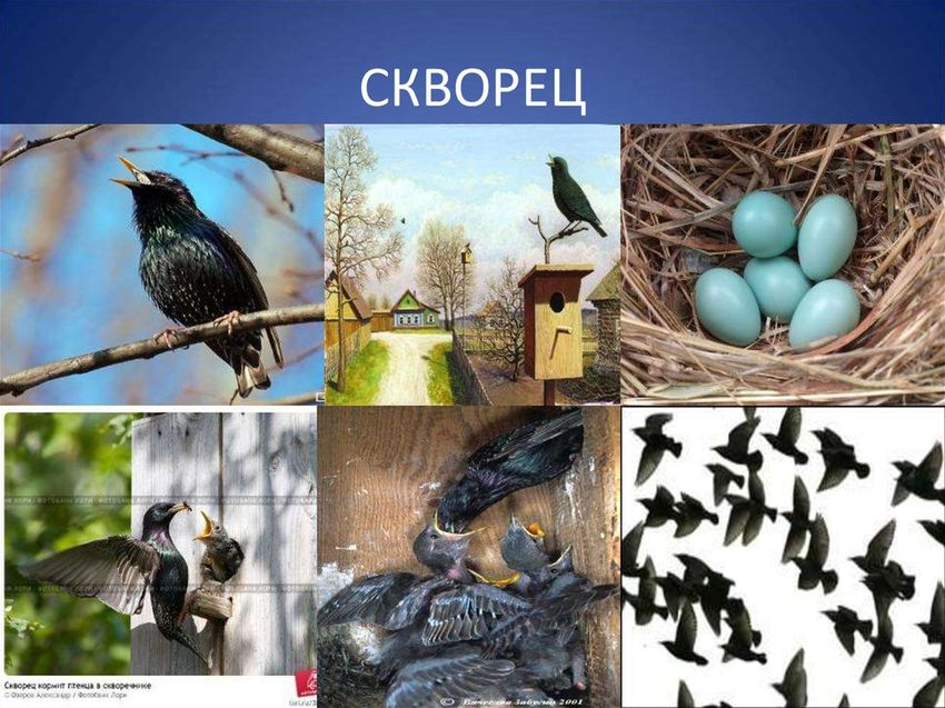 Скворец