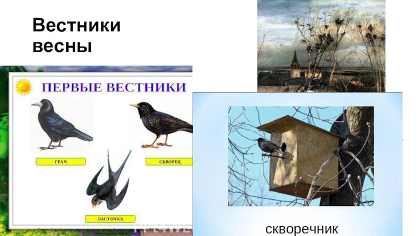 Птицы вестники весны