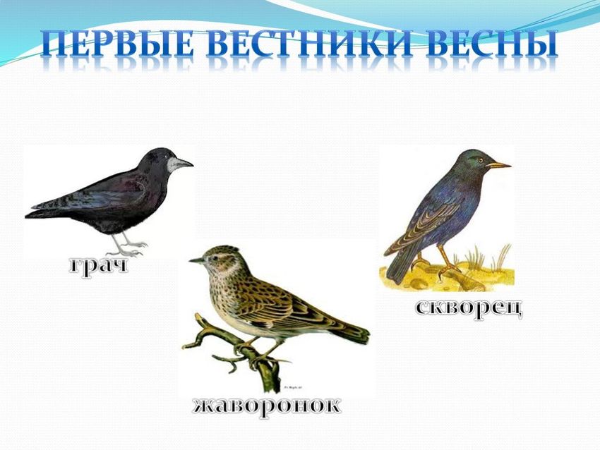 Птицы прилетающие весной