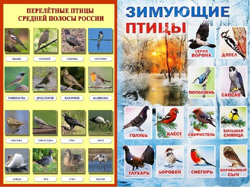 Зимующие и перелетные птицы