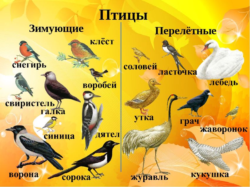 Перелетные и зимующие птицы